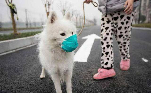 Kodi SASR-Cov-2 imafalikira kwa ziweto?